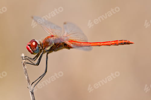 Preview: Dragonfly ( sympetrum sp )