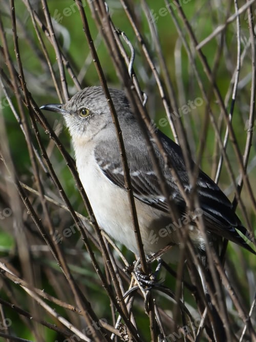 Preview: Northern mockingbird perched on thin branches.