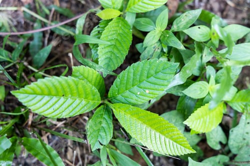 Preview: Sandpaper tree leaf is widely used as a natural sandpaper and as a valuable medicinal plant