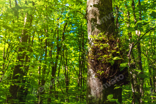Preview: Trees in the green forest
