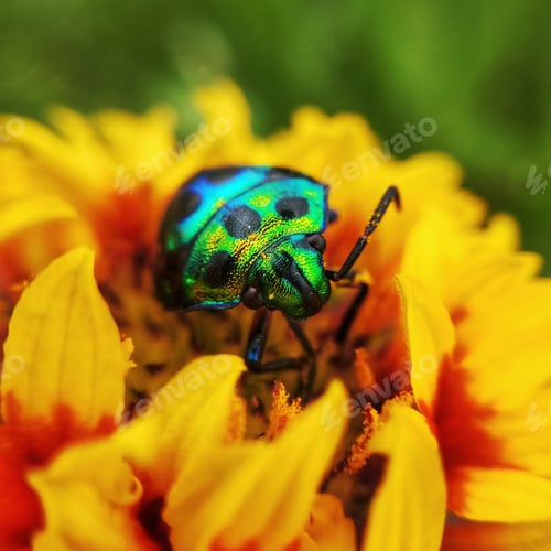 Preview: A Colorful bug