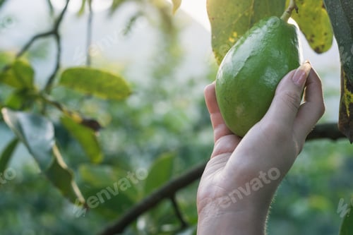 Preview: latin peasant girl grabbing a Papelillo avocado straight from the tree to consume as a health food