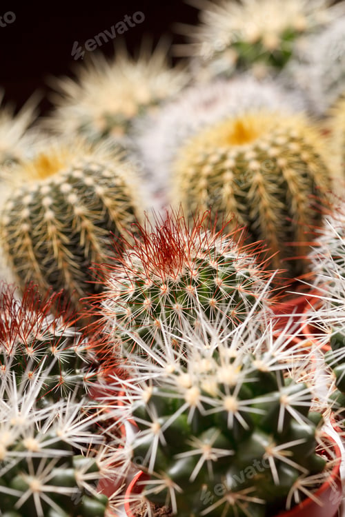 Preview: Cactus