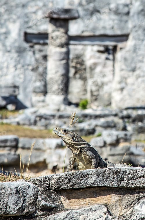 Preview: A reptile in the ruins of the temples of Tulum. Quintana Roo, Mexico