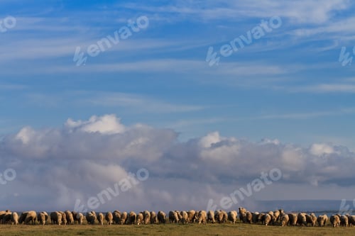 Preview: flock of sheep