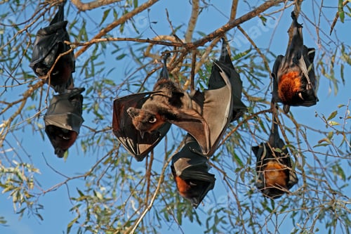Preview: Black flying foxes hanging in a tree - Australia
