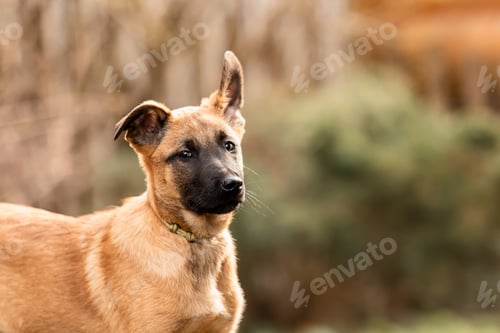 Preview: Belgian Shepherd Malinois puppy. Dog litter. Working dog kennel. Cute little puppies playing outdoor