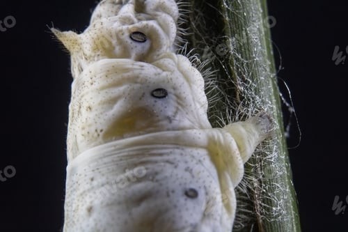 Preview: Close-up of a silkworm on a black background