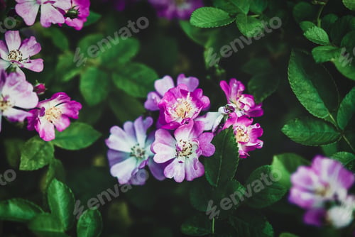 Preview: Moody floral summer background - Yesterday rose by Harkness - small pink flowers, dark green leaves