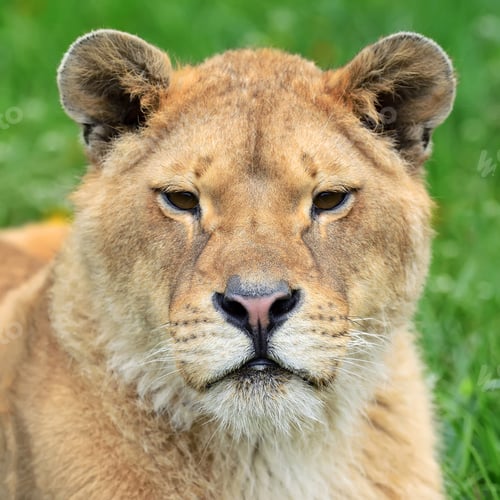Preview: Lion in green grass
