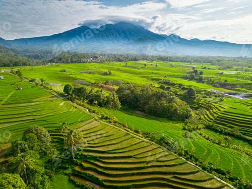 Preview: beauty landscape paddy fields natural beautiful morning view from asia