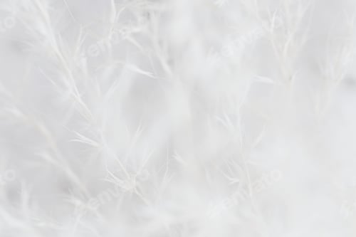Preview: Dry grass white faded background