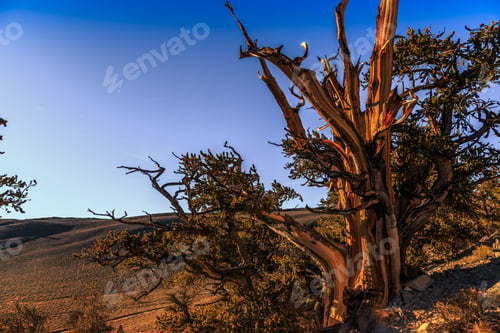 Preview: Ancient Bristlecone Pine Forest, White Mountains, California