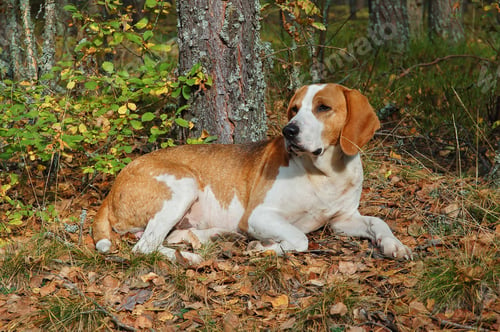 Preview: Resting dog