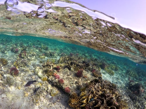 Preview: Wonderful and beautiful underwater world with corals and tropical fish