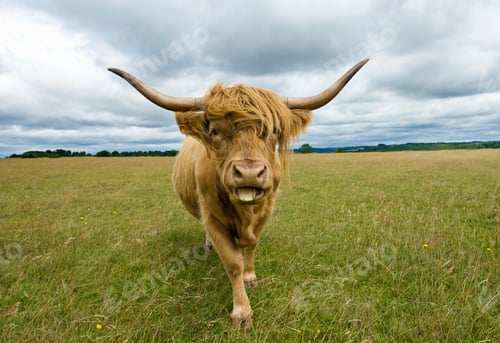 Preview: Front view of Highland Cow (Bos Taurus) looking at camera, sticking tongue out
