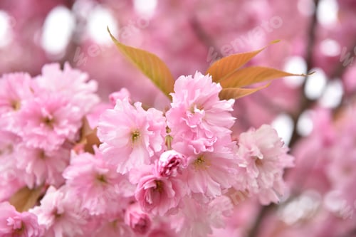 Preview: Sakura blooming