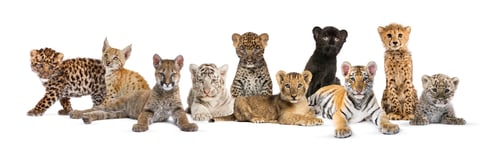 Preview: Large group of many wild cats cub together in a row