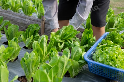 Preview: Fresh vegetables from the garden for health.