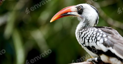 Preview: Yellow billed hornbill sitting on tree