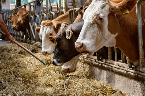 Preview: Person holding pitchfork and turning hay in barn with cows.