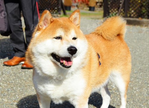 Preview: Shiba at outdoor