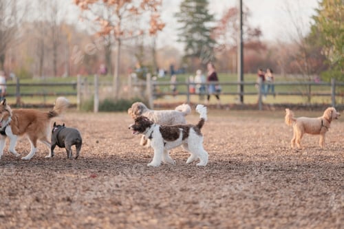 Preview: Beautiful shot of cute fluffy dogs playing tag at a dog park