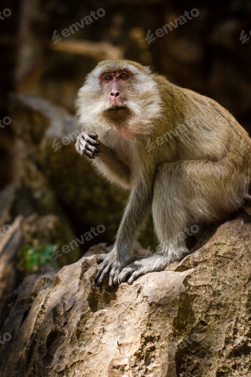 Preview: Monkey in Thailand