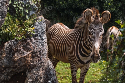 Preview: Landscape shot of a zebra