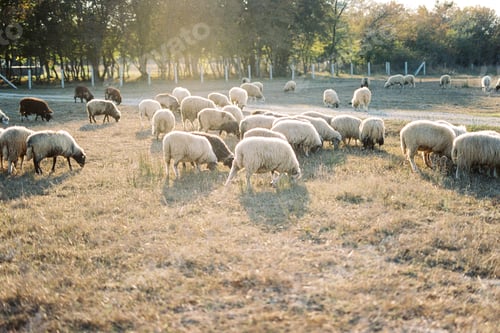 Preview: Flock of sheep grazes on a lawn near green trees
