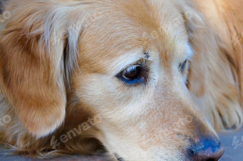 Preview: golden retriever, dog, pet, retriever