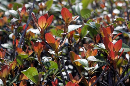 Preview: Spring Growth On Colorful Bush - Close Up Photograph Of Springtime New Growth On A Colorful Bush