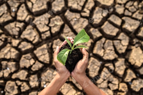 Preview: boy are stand holding seedlings are in dry land in a warming world.