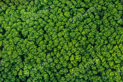 Preview: Aerial view, beautiful green forest and trees in nature, environment and nature conservation,