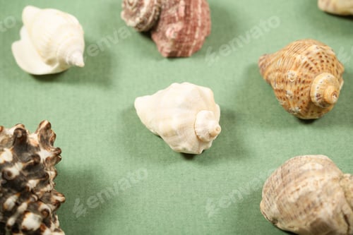 Preview: Seashells And Sea Stones Lie On A Bright Background There Is A Place To Record