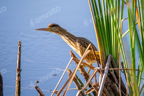 Preview: Little bittern perched atop a bed of reeds in a tranquil body of water