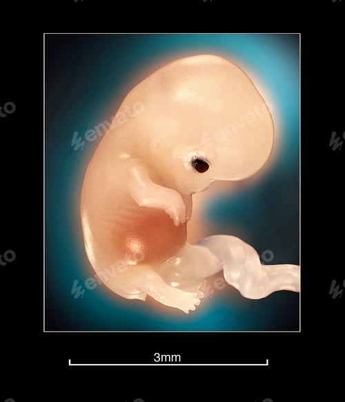 Preview: Human fetus in the womb prior to birth
