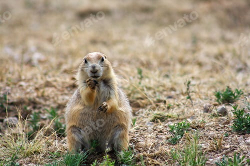 Preview: Prairie dog standing alert in field