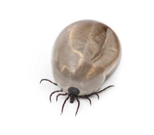 Preview: Engorged of blood Castor bean tick, Ixodes ricinus, a species of hard-bodied tick