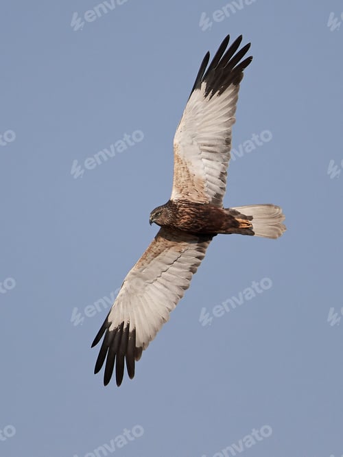 Preview: Western marsh harrier (Circus aeruginosus)