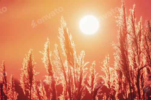 Preview: Grass Illuminated By Sun. Dusk Time. Dry Grass In Sunset Sunlight. Beautiful Plant On Sunrise Sky