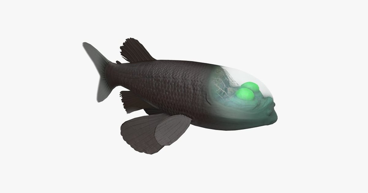 Deep-Sea Barreleye Fish with Transparent Head 3D, Incl. barrel eye ...