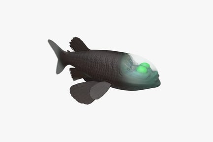 Preview: Deep-Sea Barreleye Fish with Transparent Head