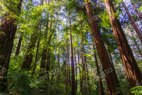 Preview: Redwood trees (Sequoia sempervirens) forest, California