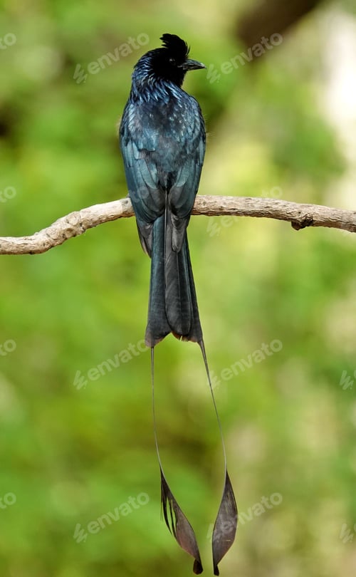 Preview: Greater racket-tailed drongo perched on a tree branch. Dicrurus paradiseus.