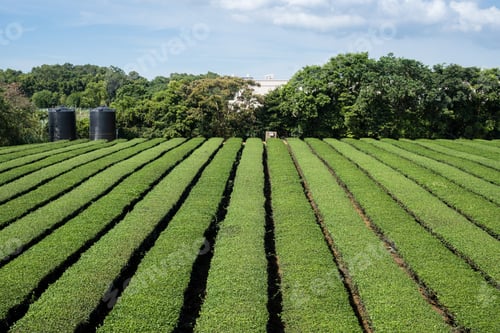 Preview: Tea tree field plantation in Taiwan