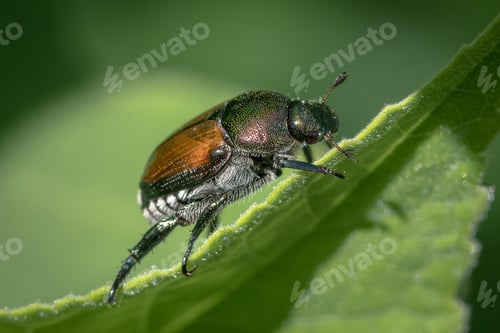 Preview: a green bug sitting on a leaf, surrounded by water droplets