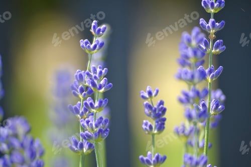 Preview: Stems of purple lavender natural background