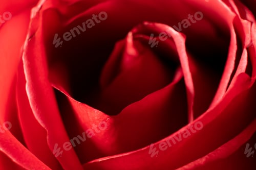 Preview: macro shot of red rose bloom close up
