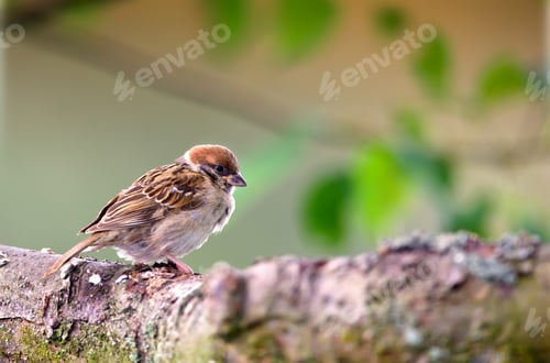 Sparrow Perched Delicately on Weathered Mossy Branch